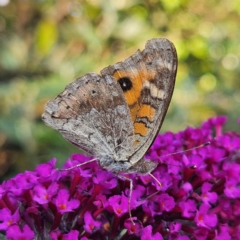 Junonia villida (Meadow Argus) at QPRC LGA - 19 Mar 2024 by MatthewFrawley