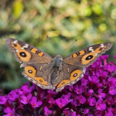 Junonia villida at QPRC LGA - 19 Mar 2024