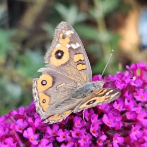 Junonia villida at QPRC LGA - 19 Mar 2024