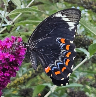 Papilio aegeus (Orchard Swallowtail, Large Citrus Butterfly) at QPRC LGA - 19 Mar 2024 by MatthewFrawley