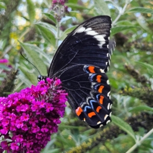 Papilio aegeus at QPRC LGA - 19 Mar 2024