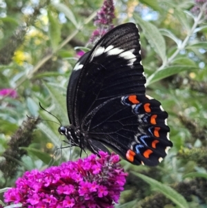 Papilio aegeus at QPRC LGA - 19 Mar 2024