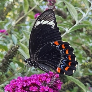 Papilio aegeus at QPRC LGA - 19 Mar 2024