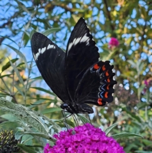 Papilio aegeus at QPRC LGA - 19 Mar 2024