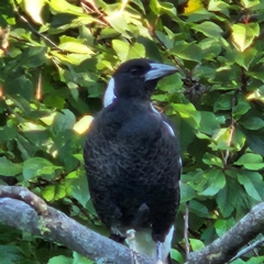 Gymnorhina tibicen (Australian Magpie) at Braidwood, NSW - 19 Mar 2024 by MatthewFrawley