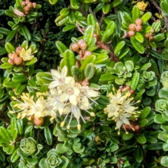 Phebalium squamulosum subsp. ozothamnoides (Alpine Phebalium, Scaly Phebalium) at Geehi, NSW - 19 Mar 2024 by HelenCross