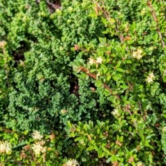 Phebalium squamulosum subsp. ozothamnoides at Kosciuszko National Park - 19 Mar 2024