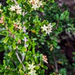 Phebalium squamulosum subsp. ozothamnoides at Kosciuszko National Park - 19 Mar 2024