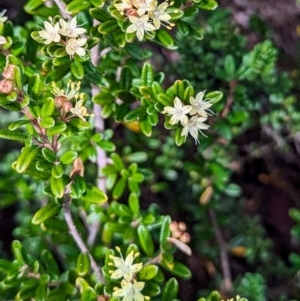 Phebalium squamulosum subsp. ozothamnoides at Kosciuszko National Park - 19 Mar 2024