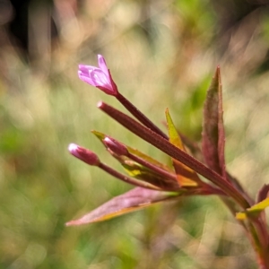 Epilobium ciliatum at Kosciuszko National Park - 19 Mar 2024 01:57 PM