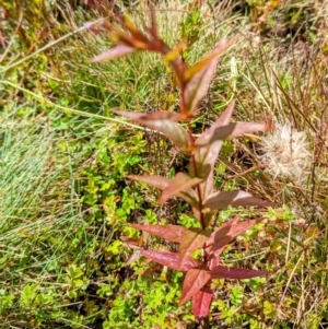 Epilobium ciliatum at Kosciuszko National Park - 19 Mar 2024 01:57 PM