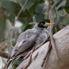 Manorina melanocephala at Cantor Crescent Woodland, Higgins - 18 Mar 2024