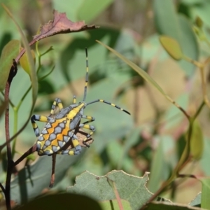 Amorbus alternatus at Isaacs Ridge NR (ICR) - 19 Mar 2024