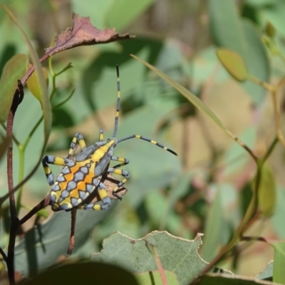 Amorbus alternatus (Eucalyptus Tip Bug) at Isaacs Ridge and Nearby - 18 Mar 2024 by Mike
