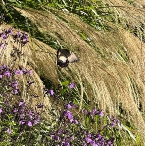 Papilio aegeus at Murrumbateman, NSW - 18 Mar 2024 05:03 PM