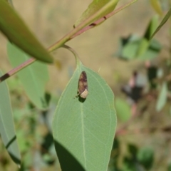 Brunotartessus fulvus (Yellow-headed Leafhopper) at Isaacs, ACT - 18 Mar 2024 by Mike