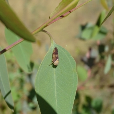 Brunotartessus fulvus (Yellow-headed Leafhopper) at Isaacs Ridge and Nearby - 18 Mar 2024 by Mike