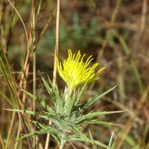 Carthamus lanatus (Saffron Thistle) at Isaacs Ridge NR (ICR) by Mike