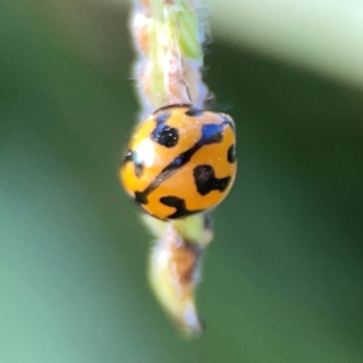 Coccinella transversalis (Transverse Ladybird) at O'Connor, ACT - 19 Mar 2024 by Hejor1