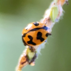 Coccinella transversalis at Sullivans Creek, O'Connor - 19 Mar 2024