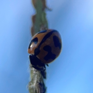 Coccinella transversalis at Sullivans Creek, O'Connor - 19 Mar 2024