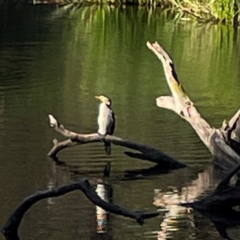 Microcarbo melanoleucos (Little Pied Cormorant) at O'Connor, ACT - 19 Mar 2024 by Hejor1