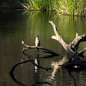 Microcarbo melanoleucos at Sullivans Creek, O'Connor - 19 Mar 2024