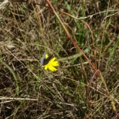Zizina otis (Common Grass-Blue) at Isaacs Ridge and Nearby - 18 Mar 2024 by Mike