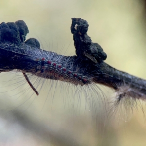 Anestia (genus) at Sullivans Creek, O'Connor - 19 Mar 2024 04:50 PM