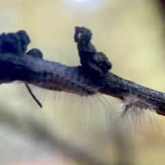 Anestia (genus) at Sullivans Creek, O'Connor - 19 Mar 2024 04:50 PM