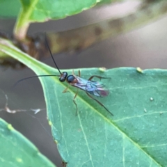 Ichneumonidae (family) (Unidentified ichneumon wasp) at O'Connor, ACT - 19 Mar 2024 by Hejor1
