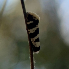 Lepidoscia characota (A Case moth (Psychidae) at Sullivans Creek, O'Connor - 19 Mar 2024 by Hejor1