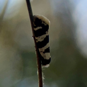 Lepidoscia characota at Sullivans Creek, O'Connor - suppressed