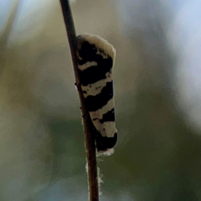 Lepidoscia characota (A Case moth (Psychidae) at Sullivans Creek, O'Connor - 19 Mar 2024 by Hejor1