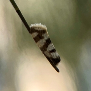 Lepidoscia characota at Sullivans Creek, O'Connor - 19 Mar 2024