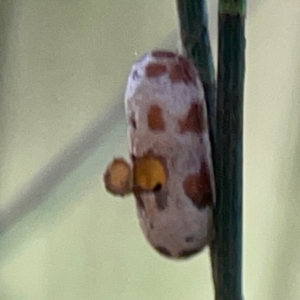 Lepidoscia characota at Sullivans Creek, O'Connor - suppressed