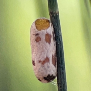 Lepidoscia characota at Sullivans Creek, O'Connor - suppressed