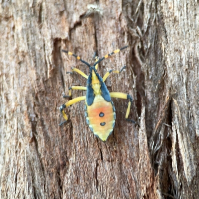 Amorbus (genus) (Eucalyptus Tip bug) at Sullivans Creek, O'Connor - 19 Mar 2024 by Hejor1