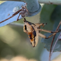 Amorbus sp. (genus) at Sullivans Creek, O'Connor - 19 Mar 2024