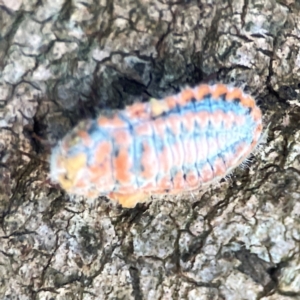 Monophlebulus sp. (genus) at O'Connor, ACT - 19 Mar 2024