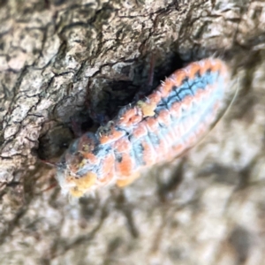 Monophlebulus sp. (genus) at O'Connor, ACT - 19 Mar 2024