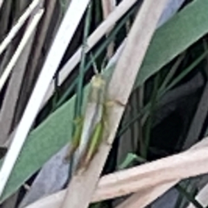 Bermius brachycerus at Sullivans Creek, O'Connor - 19 Mar 2024