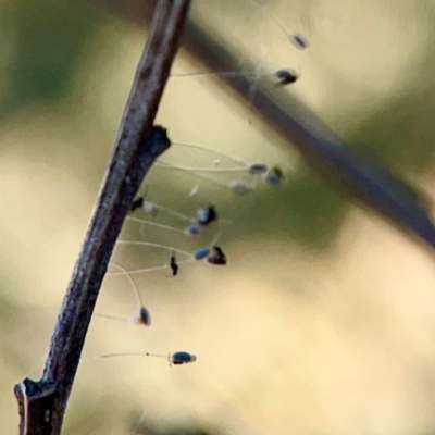 Neuroptera (order) (Unidentified lacewing) at O'Connor, ACT - 19 Mar 2024 by Hejor1