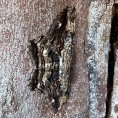 Scioglyptis lyciaria (White-patch Bark Moth) at O'Connor, ACT - 19 Mar 2024 by Hejor1