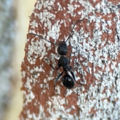 Camponotus sp. (genus) (A sugar ant) at O'Connor, ACT - 19 Mar 2024 by Hejor1