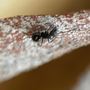 Camponotus sp. (genus) at Sullivans Creek, O'Connor - 19 Mar 2024