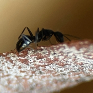 Camponotus sp. (genus) at Sullivans Creek, O'Connor - 19 Mar 2024