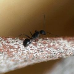 Camponotus sp. (genus) at Sullivans Creek, O'Connor - 19 Mar 2024