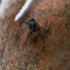 Camponotus aeneopilosus (A Golden-tailed sugar ant) at Sullivans Creek, O'Connor - 19 Mar 2024 by Hejor1