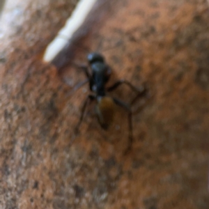 Camponotus aeneopilosus at Sullivans Creek, O'Connor - 19 Mar 2024